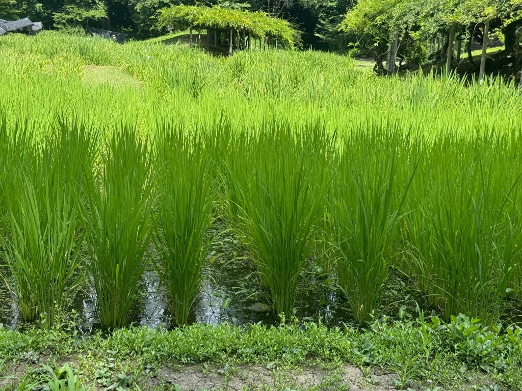Koishikawa Korakuen Gardens