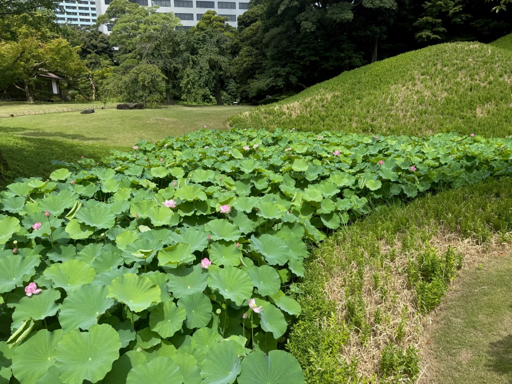 Koishikawa Korakuen Gardens