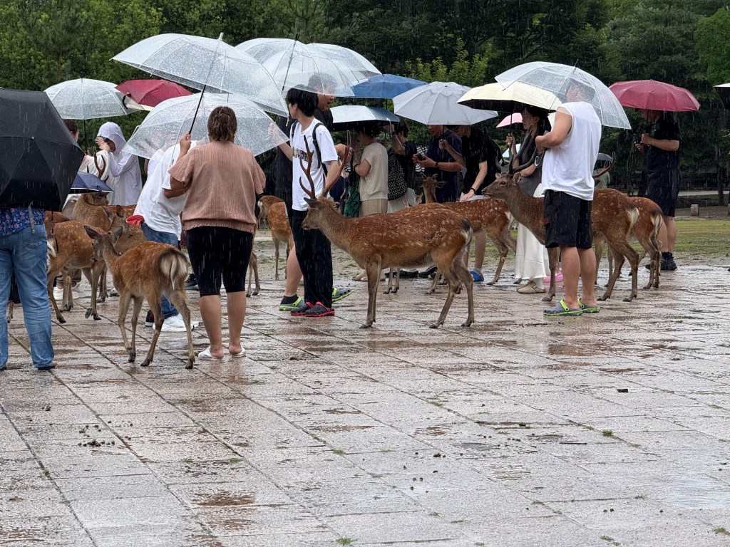 Deer at Nara