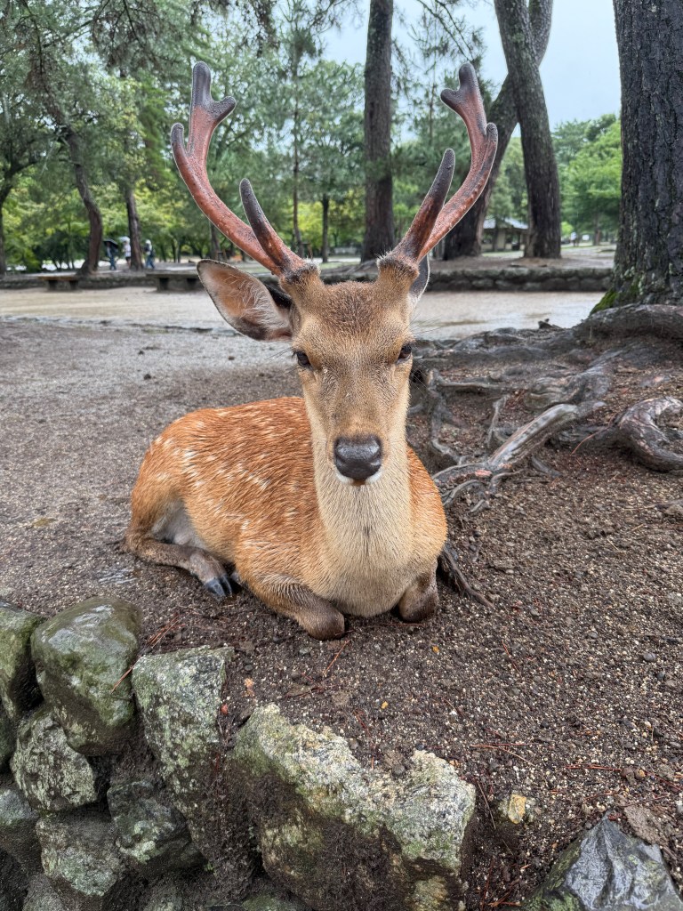 Deer at Nara