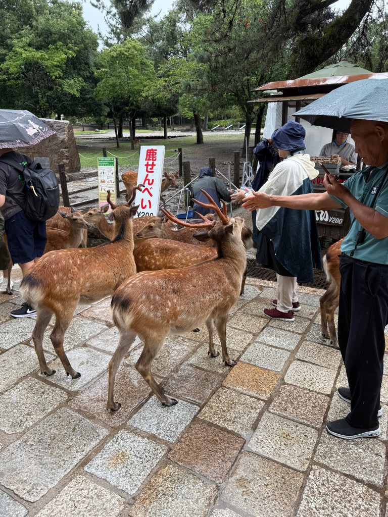 Deer at Nara