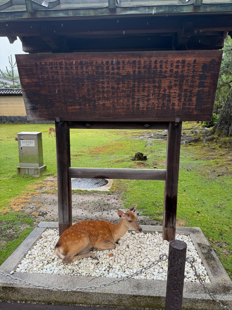 Deer at Nara