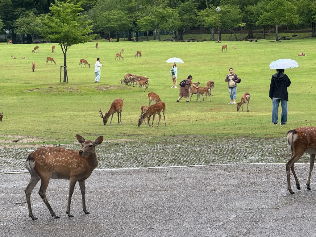Deer at Nara